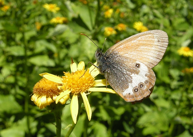 Coenonympha?